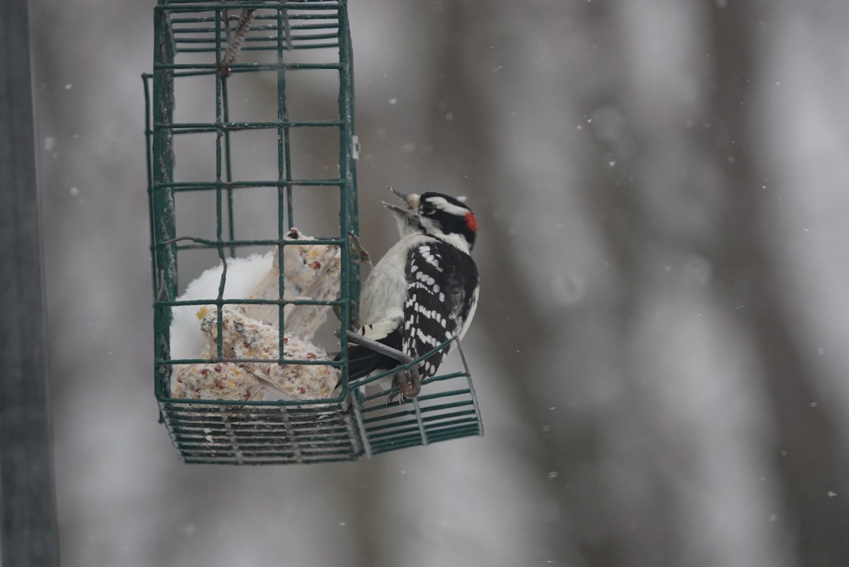 Downy Woodpecker - ML646921488