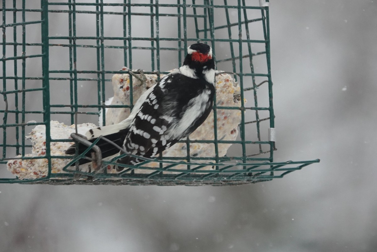 Downy Woodpecker - ML646921489