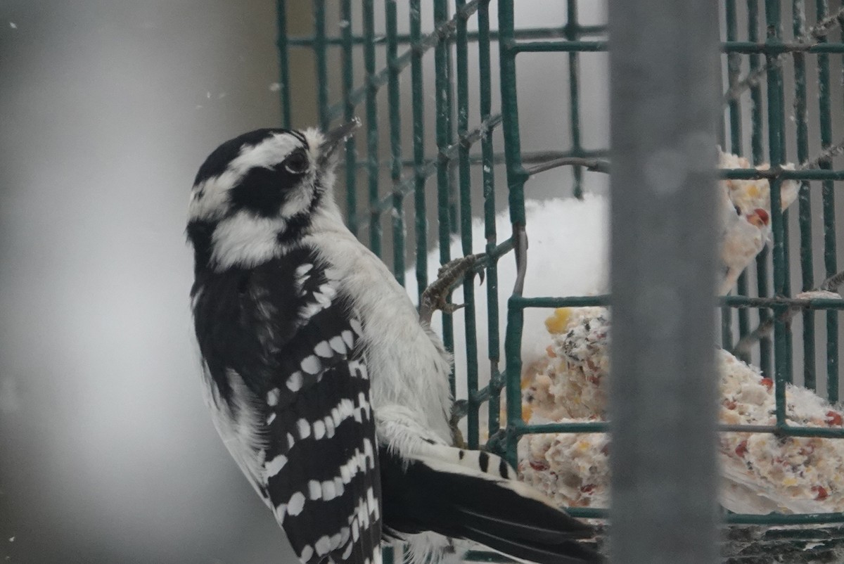 Downy Woodpecker - ML646921490
