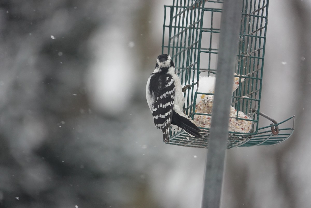 Downy Woodpecker - ML646921491