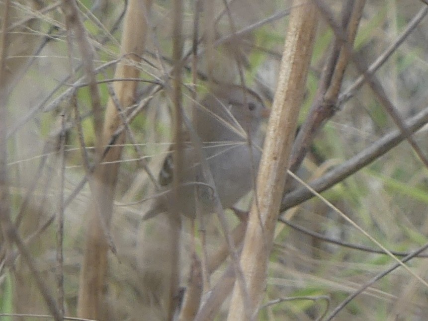 White-crowned Sparrow - ML646921492