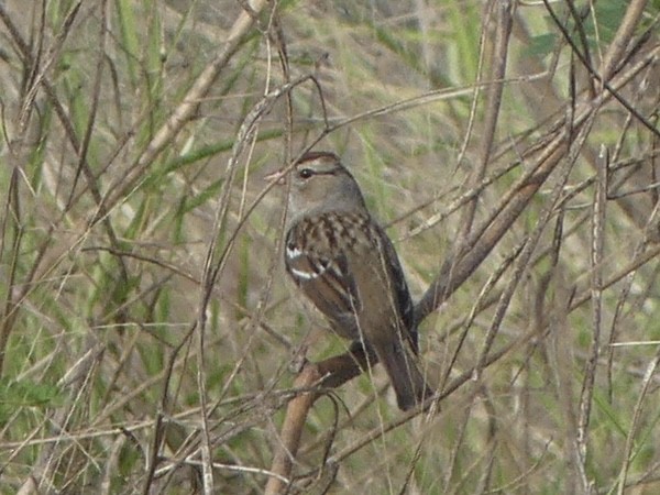 White-crowned Sparrow - ML646921493