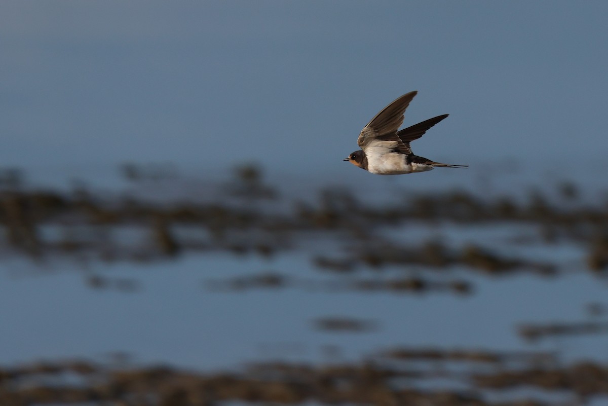 Barn Swallow - ML646921494