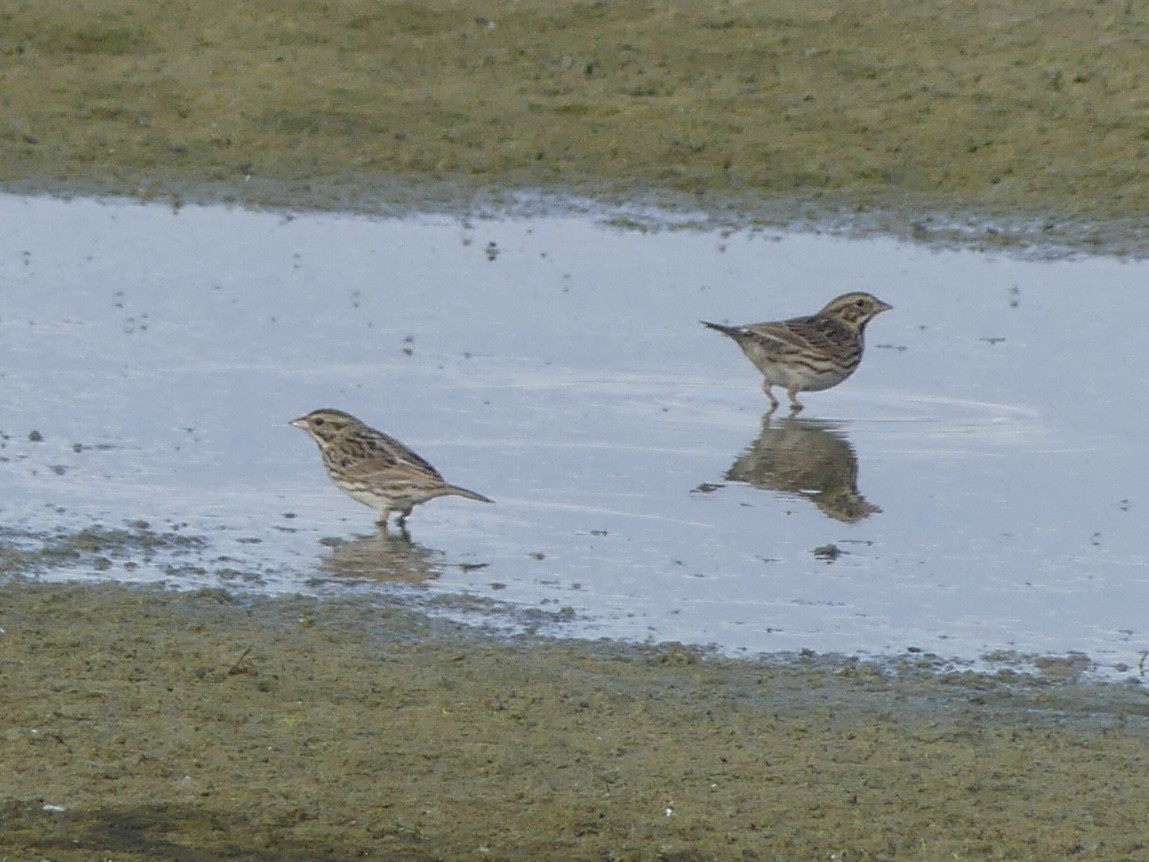 Grasammer [sandwichensis-Gruppe] - ML646921498