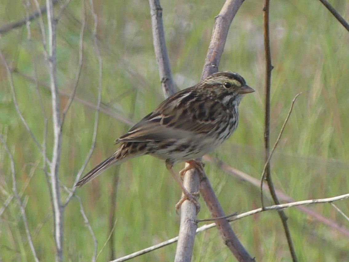 Grasammer [sandwichensis-Gruppe] - ML646921499