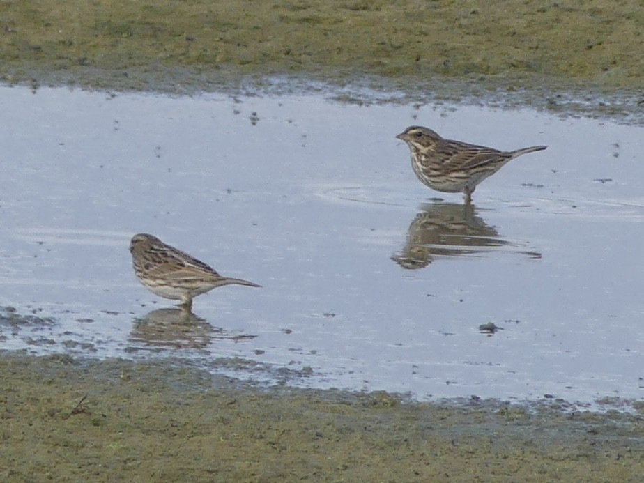 Grasammer [sandwichensis-Gruppe] - ML646921500