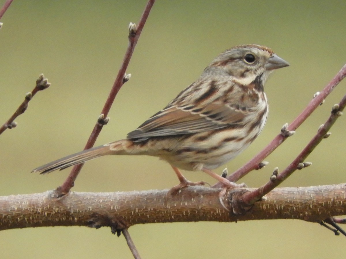 Song Sparrow - ML646921501