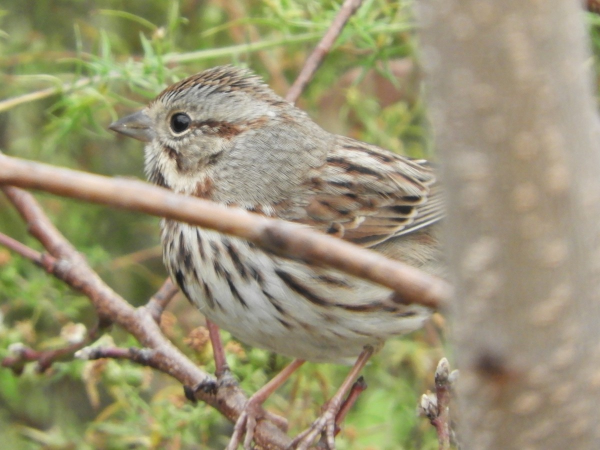 Song Sparrow - ML646921502