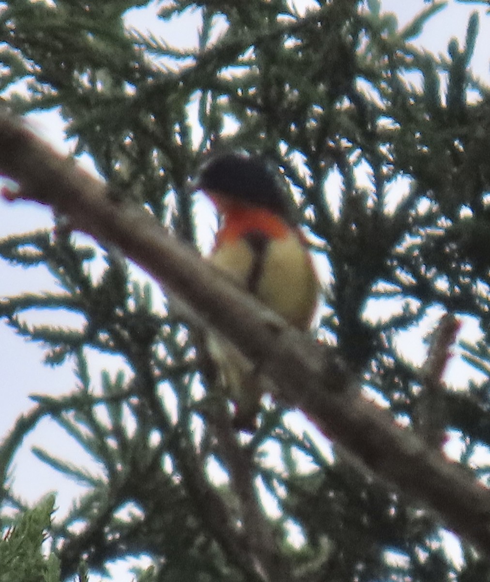 Fire-breasted Flowerpecker (Taiwan) - ML646921503