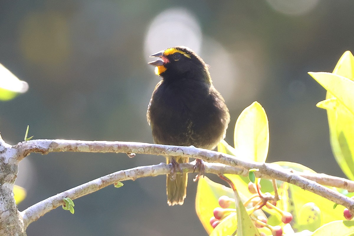 Yellow-faced Grassquit - ML646921504