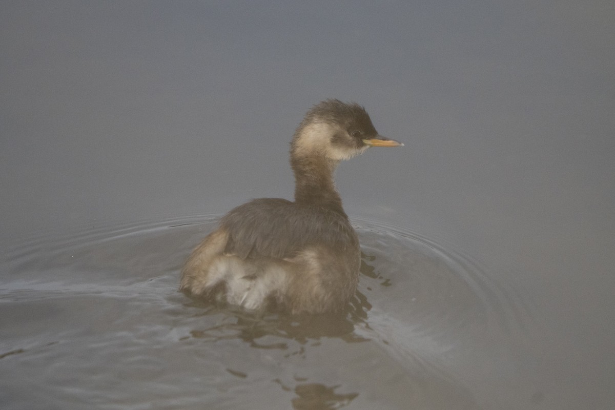 Little Grebe - ML646921505