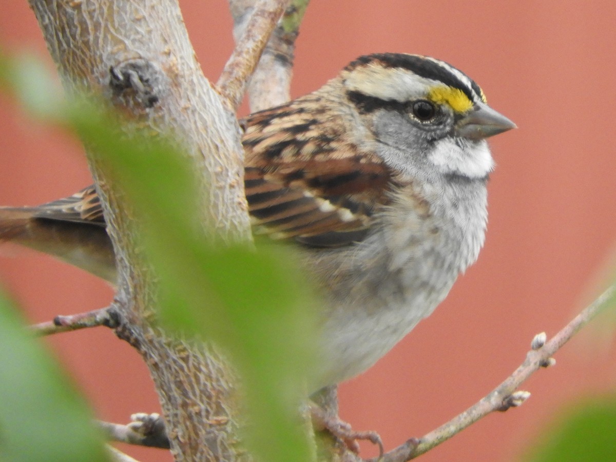 White-throated Sparrow - ML646921507