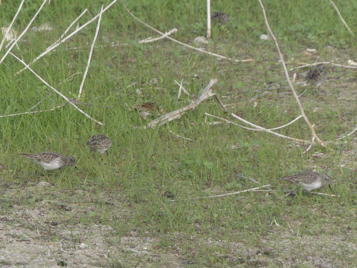 Wiesenstrandläufer - ML646921509