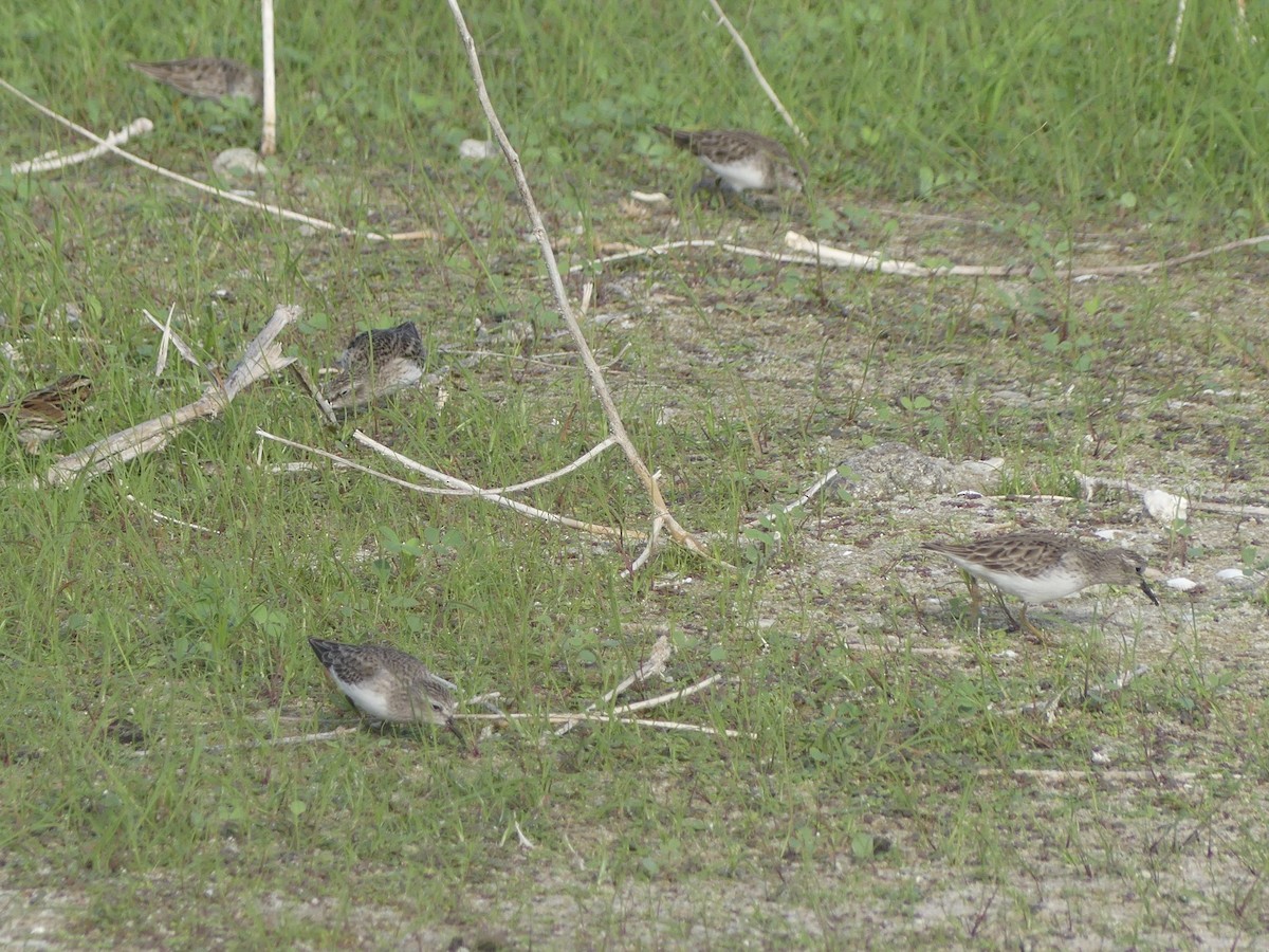 Wiesenstrandläufer - ML646921510