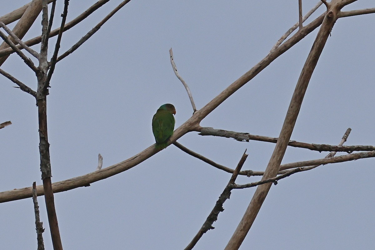 Лоріто червоноголовий - ML646921511