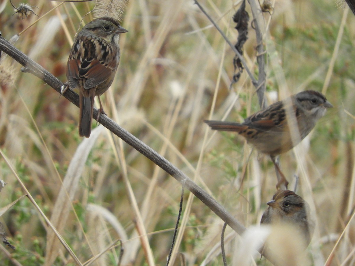 Swamp Sparrow - ML646921512