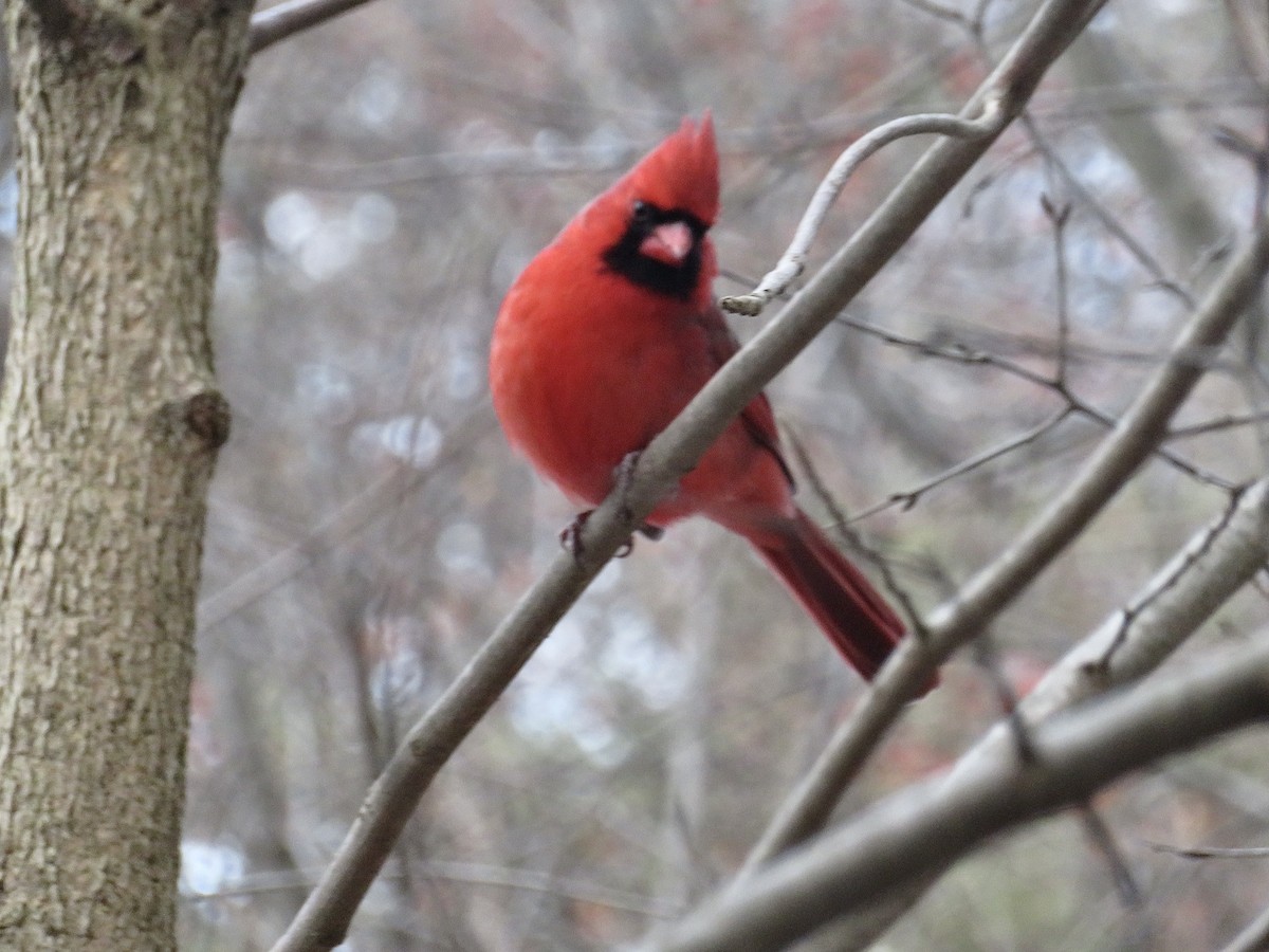 קרדינל צפוני - ML646921513