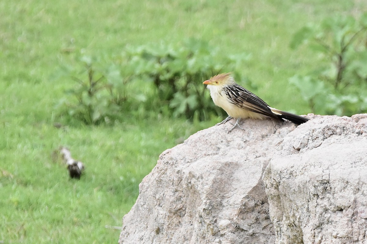 Guira Cuckoo - ML646921515