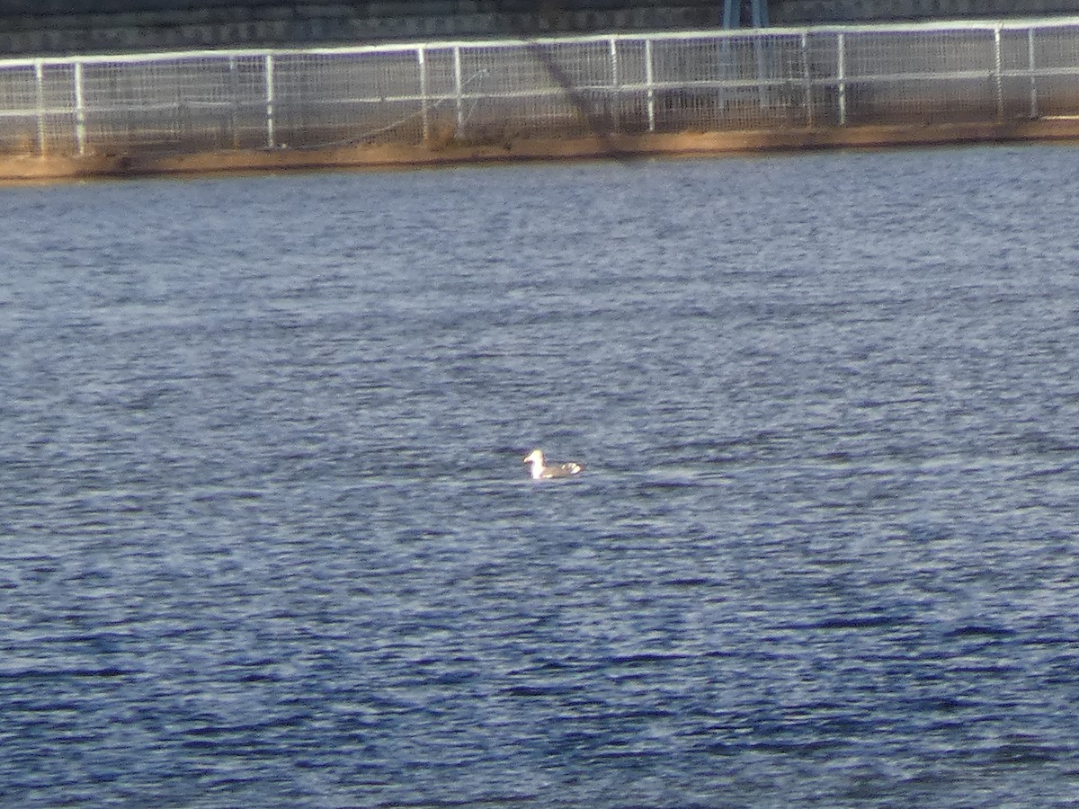 שחף שחור - ML646921516