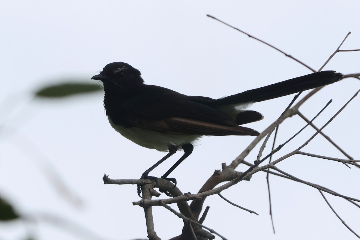 Willie-wagtail - ML646921517