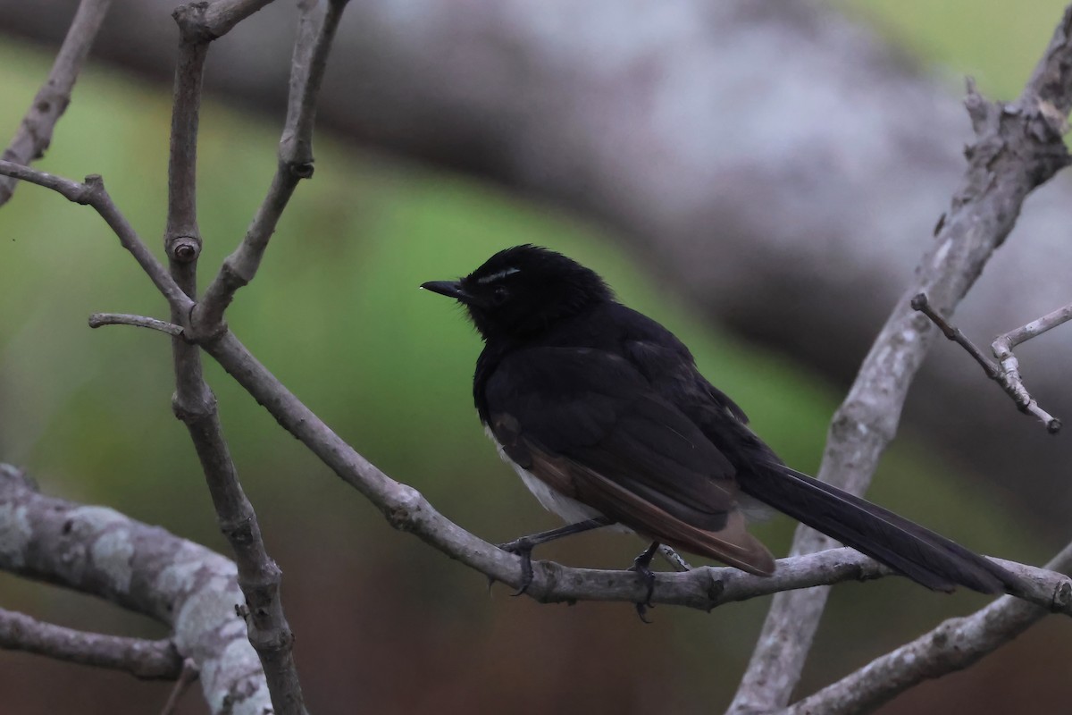 Willie-wagtail - ML646921518