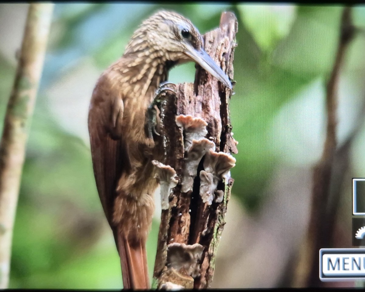 Cocoa Woodcreeper - ML646921527