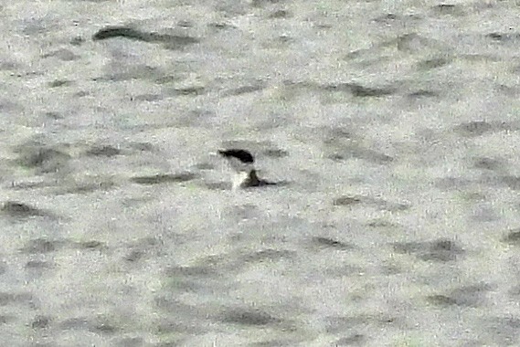 Marbled Murrelet - ML646921528