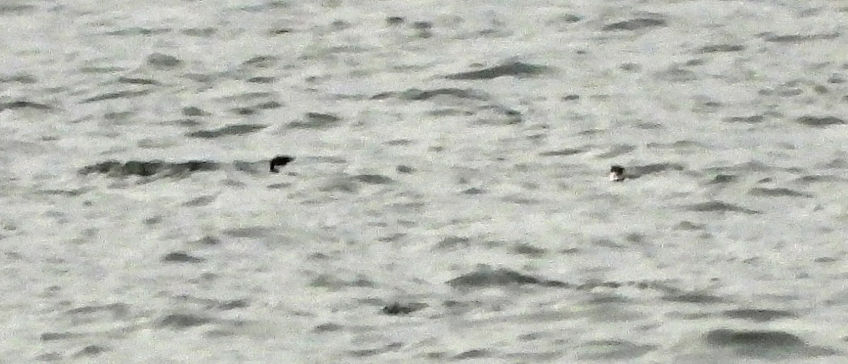 Marbled Murrelet - ML646921529