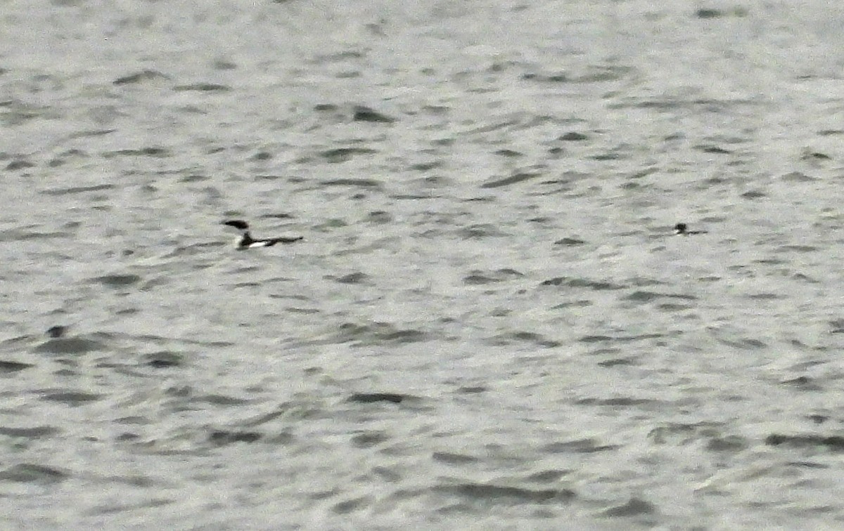 Marbled Murrelet - ML646921530