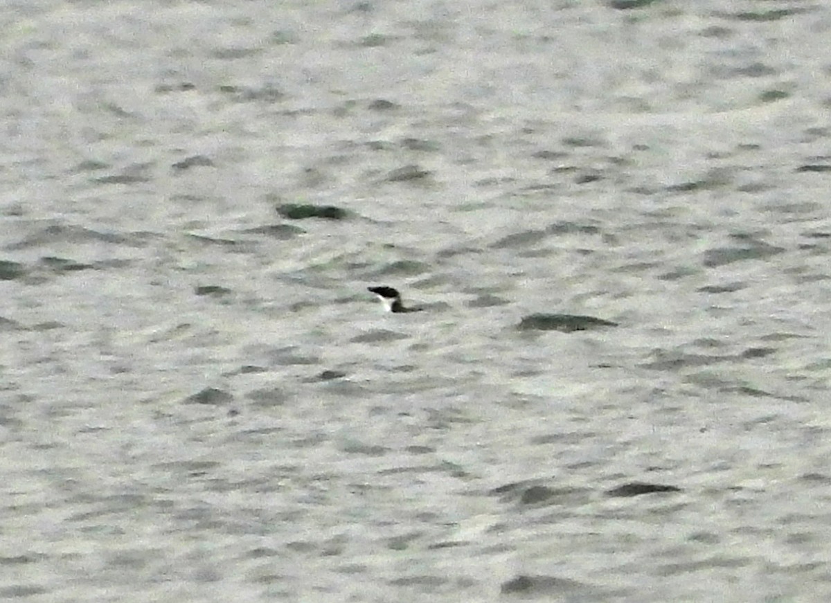 Marbled Murrelet - ML646921531