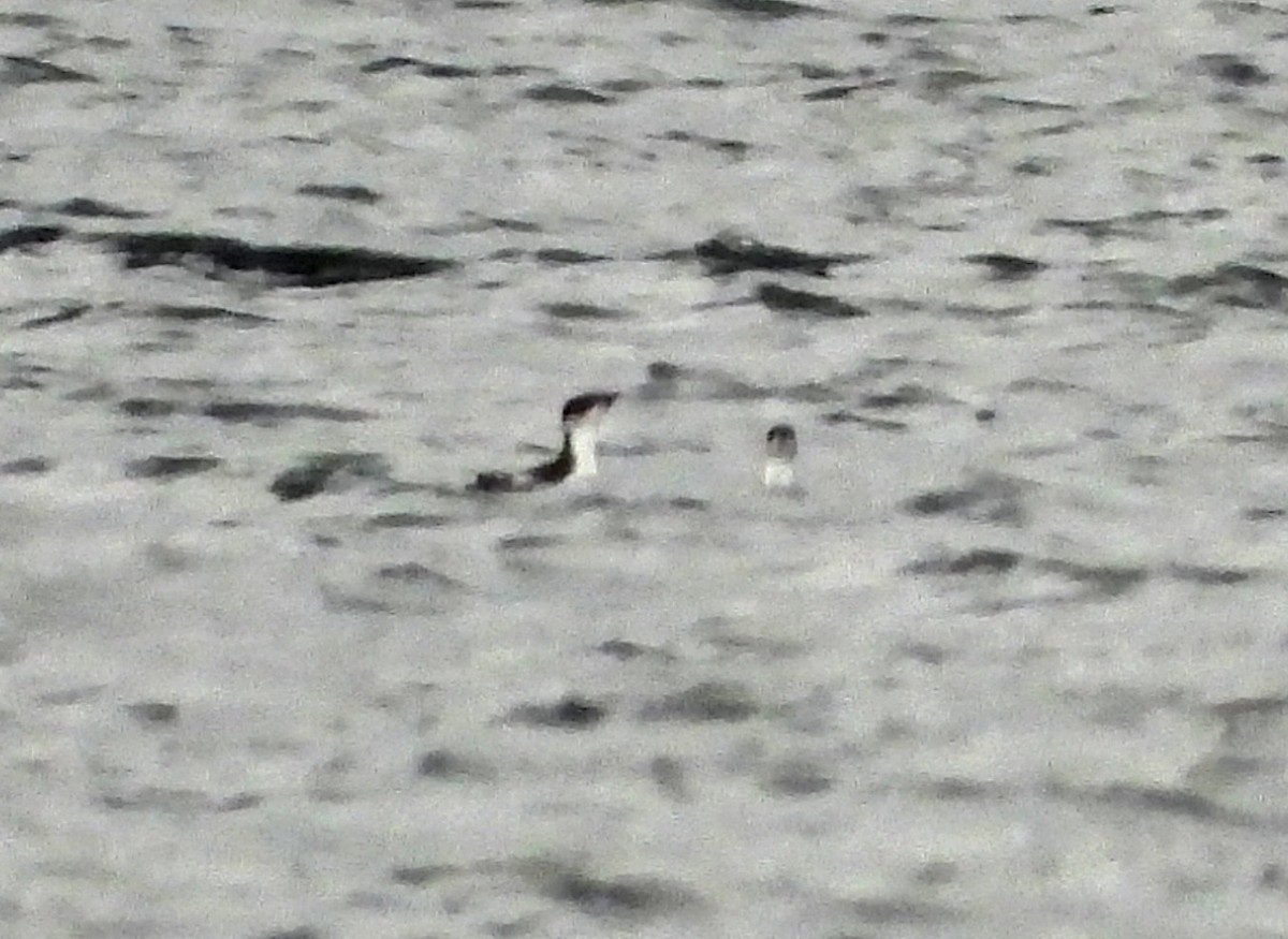 Marbled Murrelet - ML646921532