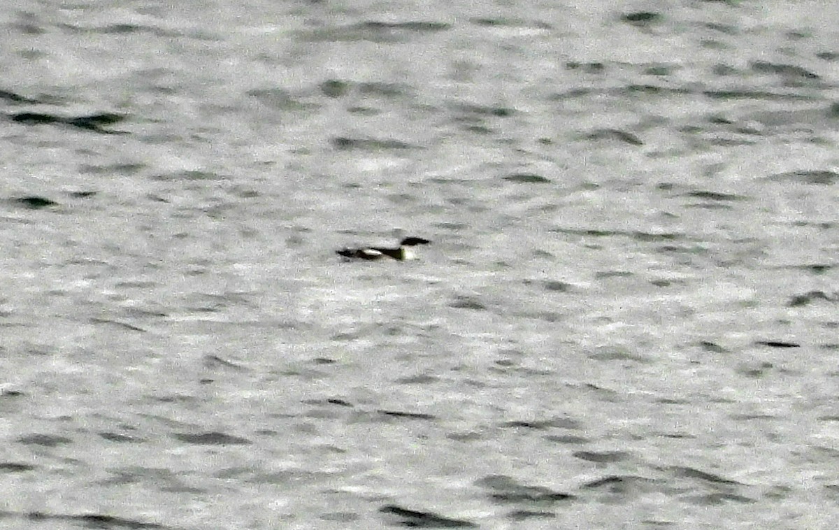 Marbled Murrelet - ML646921533