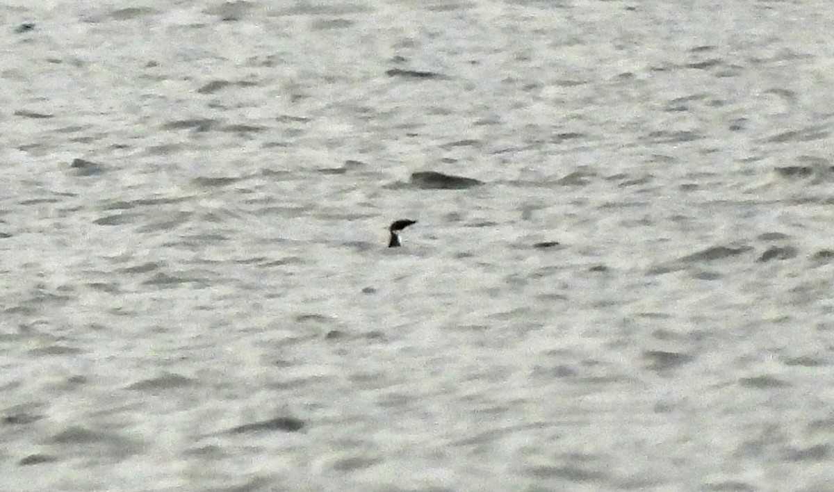 Marbled Murrelet - ML646921534