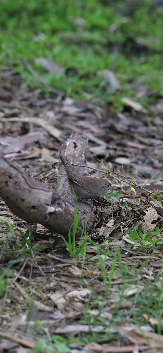 Northern House Wren - ML646921535