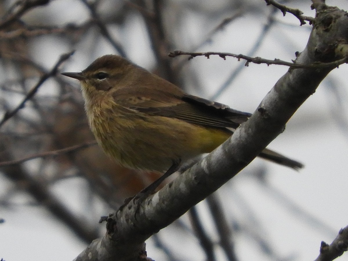 סבכון חום-כיפה - ML646921536