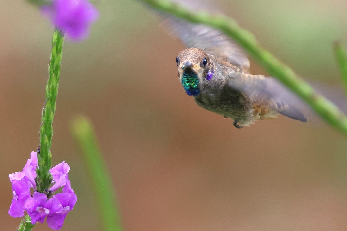Brown Violetear - ML646921537