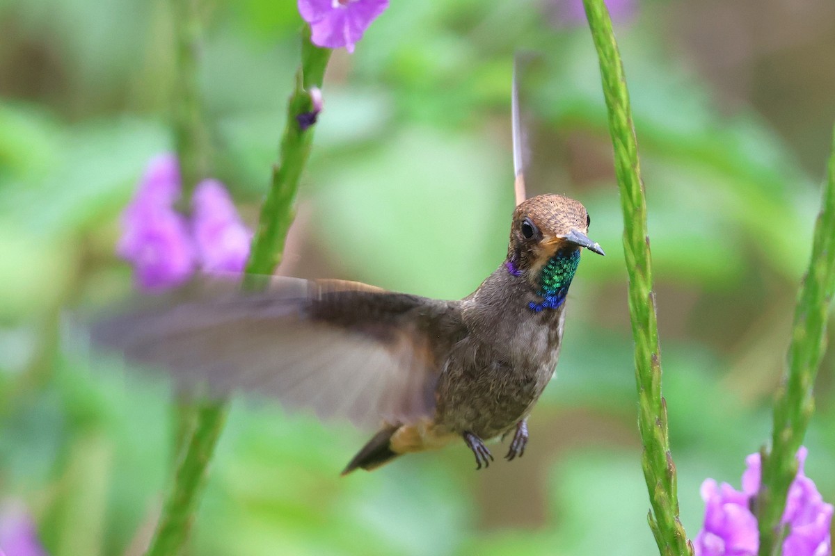 Brown Violetear - ML646921538