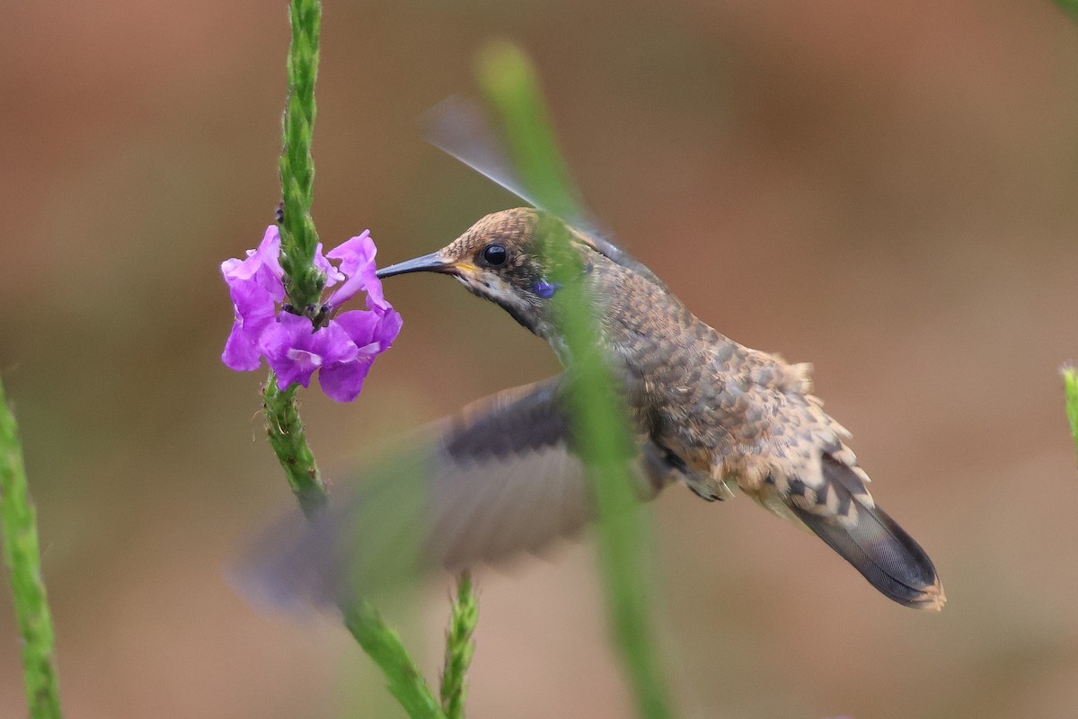 Brown Violetear - ML646921539