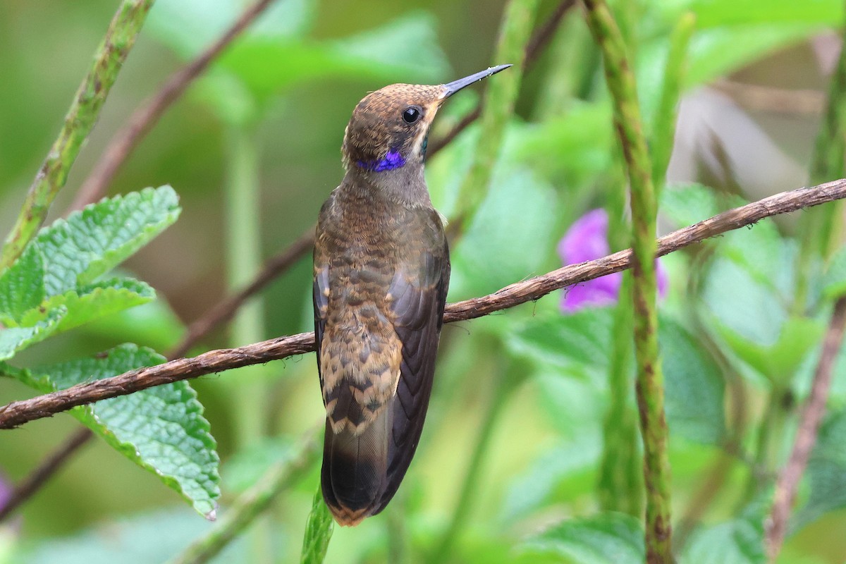 Brown Violetear - ML646921540