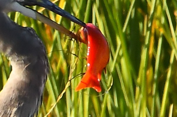 Typical Carps - ML646921541