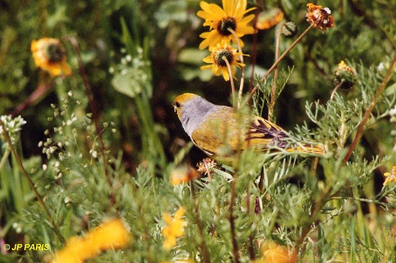 Cape Canary - ML646921542