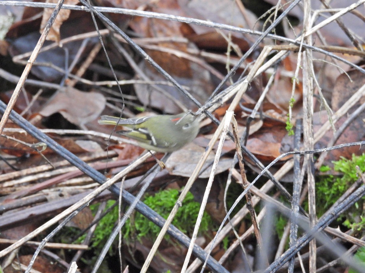 מלכילון אמריקני - ML646921543
