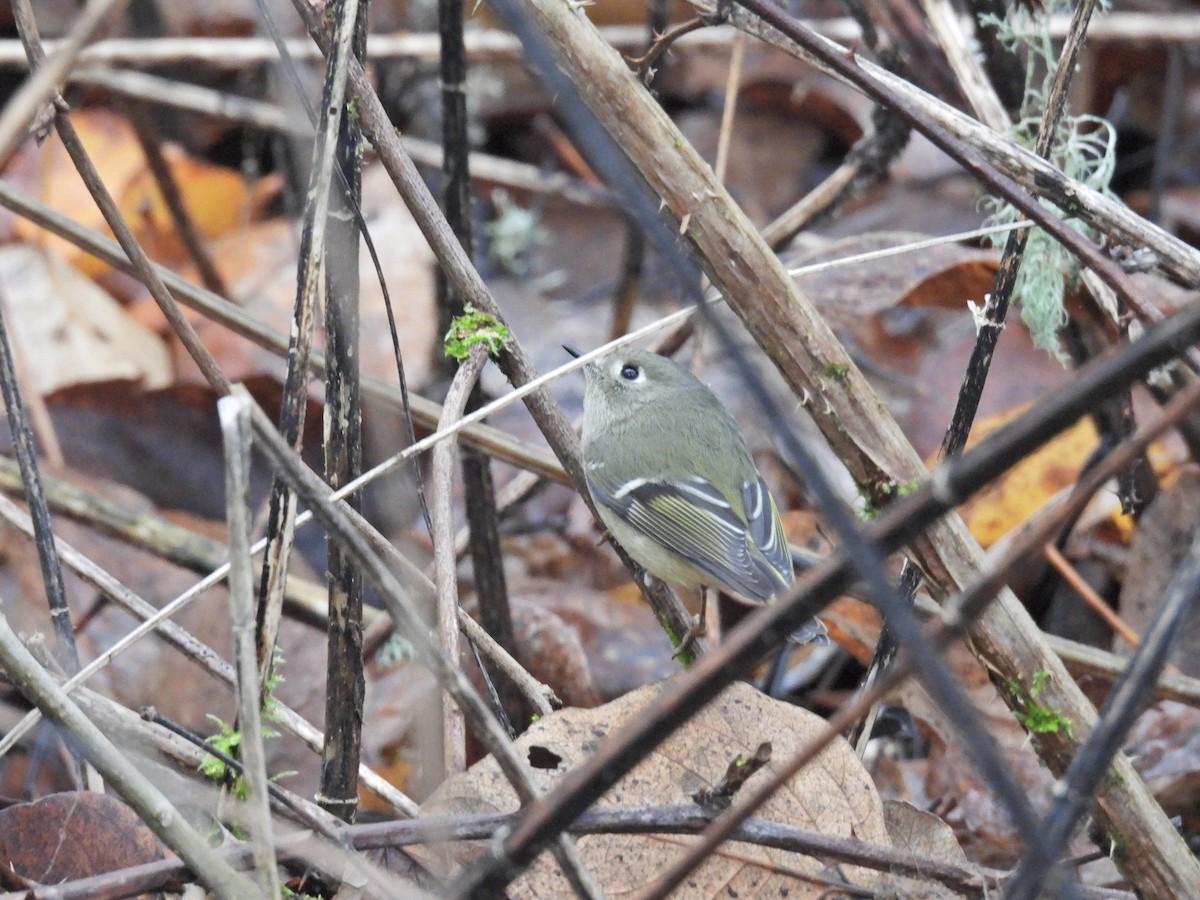 מלכילון אמריקני - ML646921544