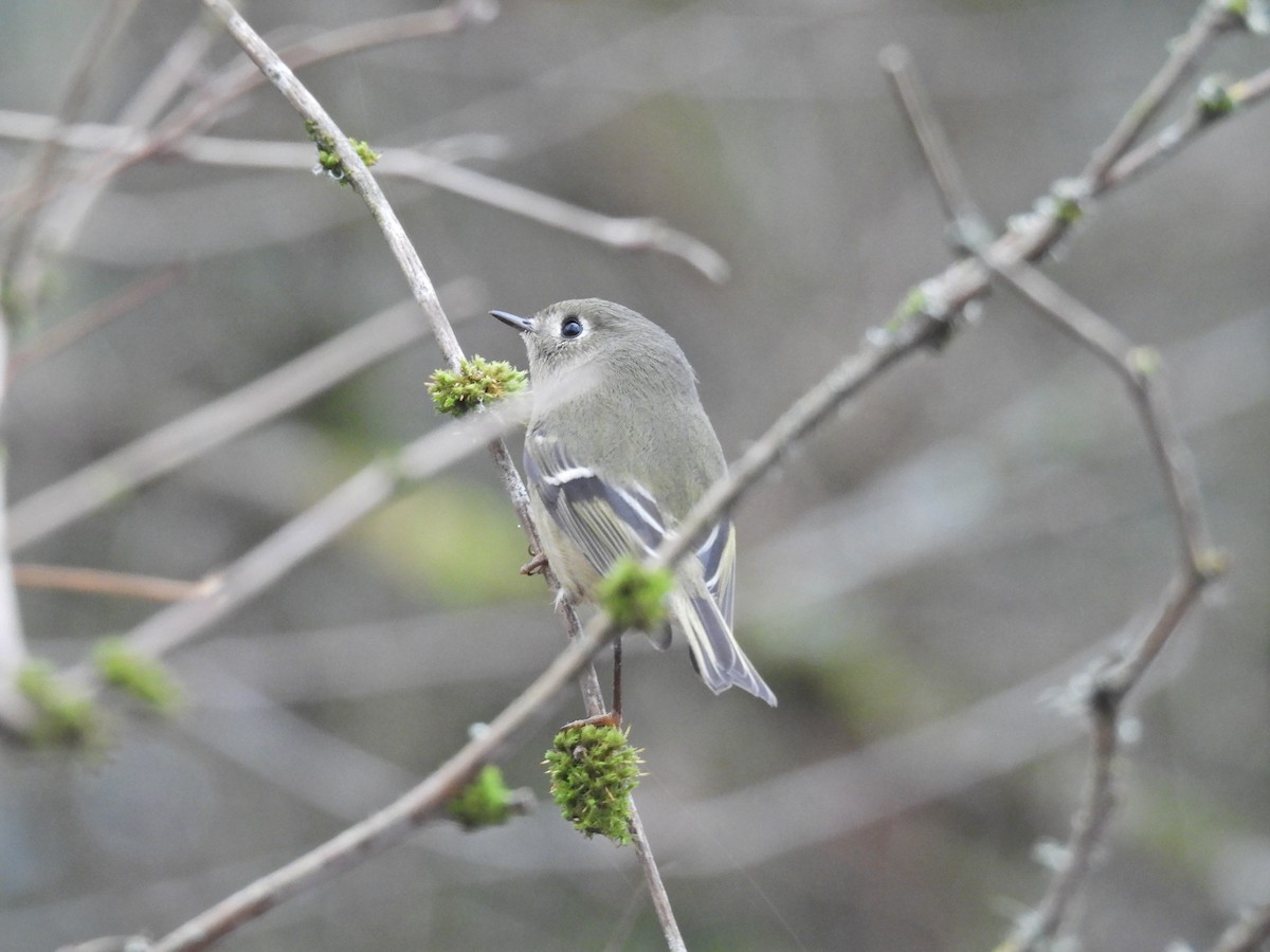 מלכילון אמריקני - ML646921545