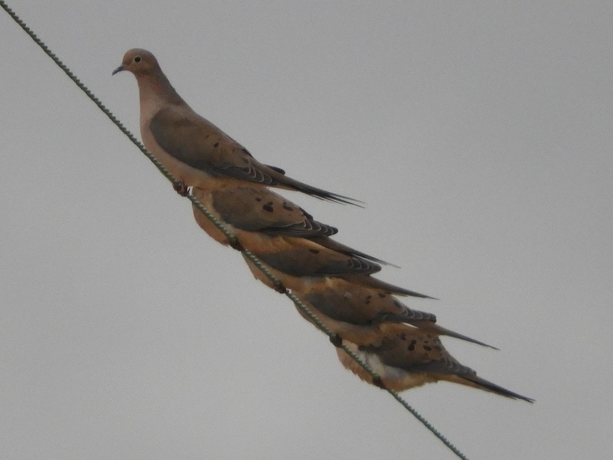 תורית אמריקנית - ML646921546