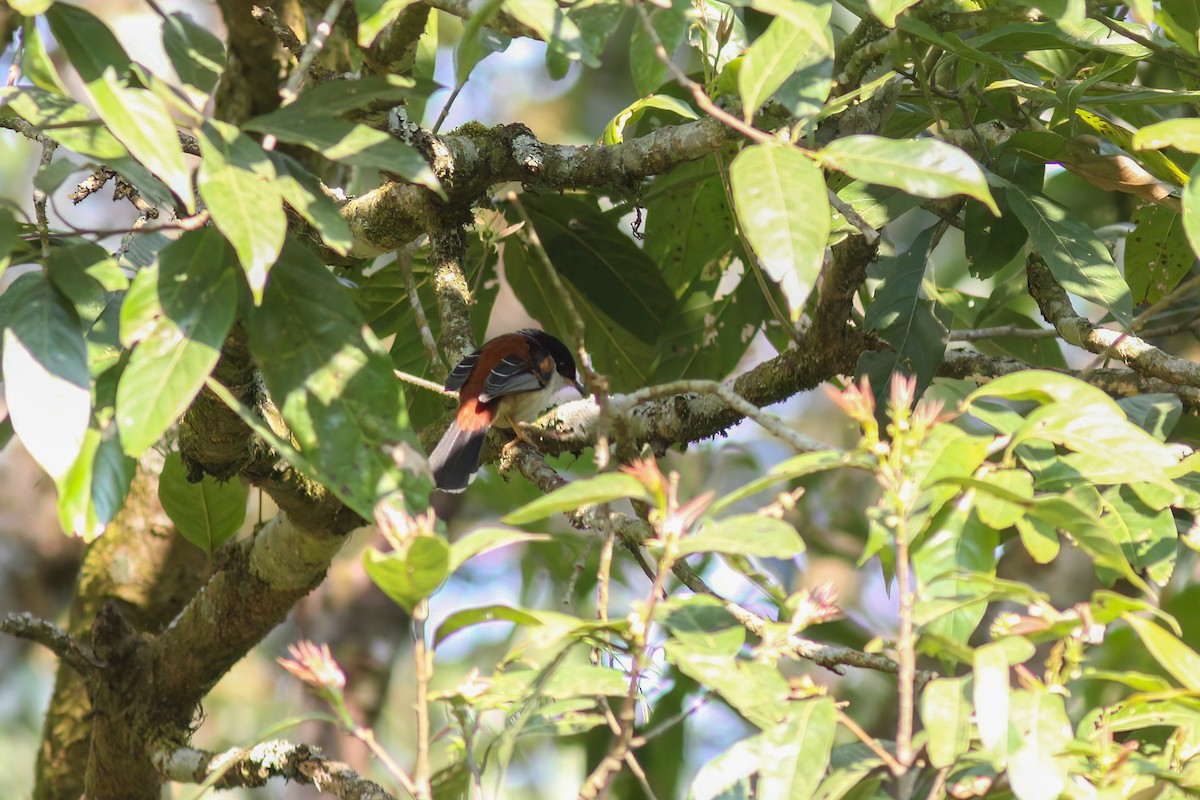 Rufous-backed Sibia - ML646921547