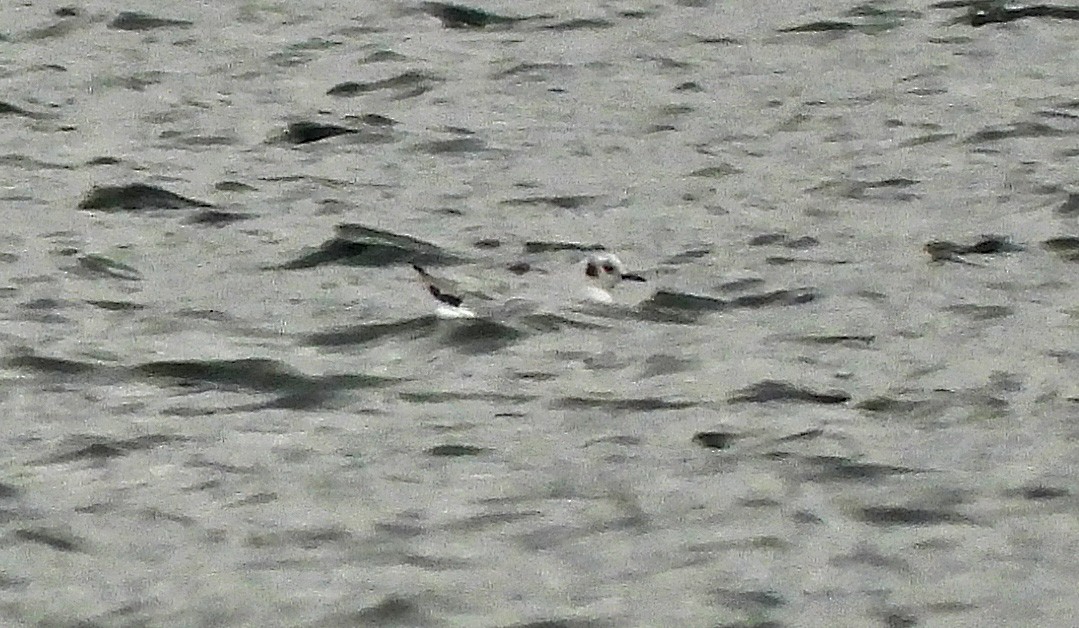 שחף אמריקני - ML646921548