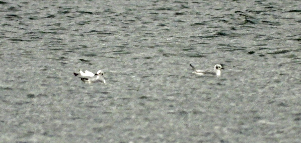 שחף אמריקני - ML646921549