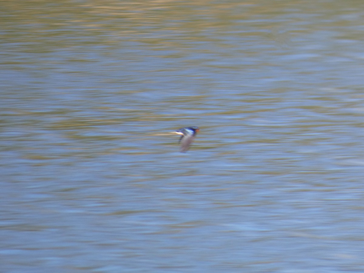 vlaštovka obecná - ML646921551