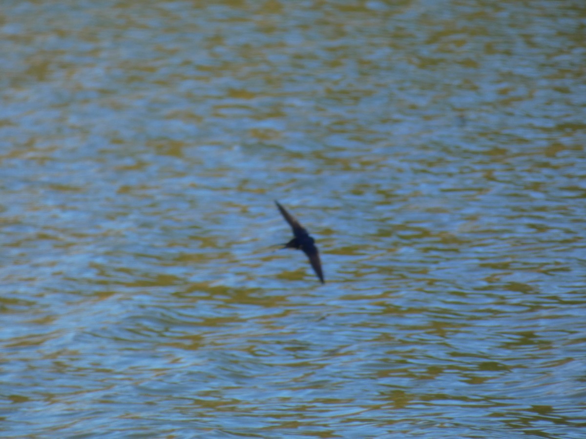 vlaštovka obecná - ML646921552